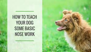 Three Simple Nose Work Games To Play With Your Dog Puppy Leaks Nose Work Dog Boredom Dog Training