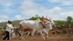 Farm loan waiver scheme failed