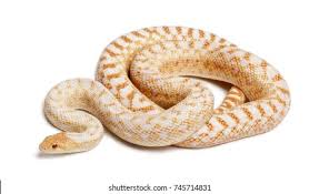 Pacific gopher snakes are diurnal animals, but they can be active at dusk. Albinos Pacific Gopher Snake Coast Gopher Stock Photo Edit Now 745714831