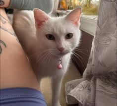 Who knows how to get him home?