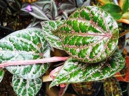 Manfaat daun sirih yang dikenal sebagai obat herbal sejak zaman kuno. The Benefits Of Betel Leaf For Health Part 1 Manfaat Daun Sirih Bagi Kesehatan Part 1 Eng Ind Steemit