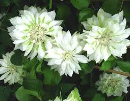 Clematis Yuki Okoshi Friedrich M Westphal Clematiskulturen Clematis Pflanzen Garten
