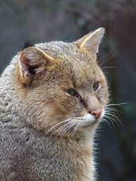 Jungle Cat Miskolc Zoo Gallery Jungle Cat Cats Pets
