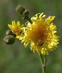Image result for Sonchus friesii
