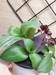 Check spelling or type a new query. Tradescantia Mix And Red Iresine Variegated Albiflora Albovittata Red Hill Purple Heart Furniture Home Living Gardening Plants Seeds On Carousell