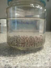 See full list on wikihow.com Great Experiment Its A Chia Seed Experiment So I Put Some Chia Seeds In A Jar Soon They Will Sprout Funn Jar Sprouting Seeds Microgreens