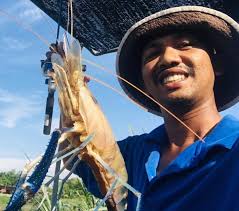 Umpan terbaik mancing udang galah monster udang kecil. Sungai Kerian Lubuk Udang Galah Kosmo Digital