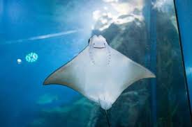 Manta rays are enormous the giant oceanic manta ray (mobula birostris) is the largest ray, with a wingspan of up to 29 feet 8.8 meters, says kim stone, curator of fish and invertebrates at georgia aquarium in atlanta, in an email interview. Spotted Eagle Ray Sea Life Konigswinter