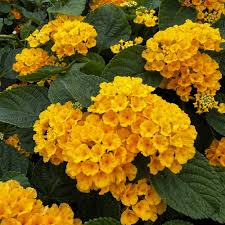 Image result for Lantana camara