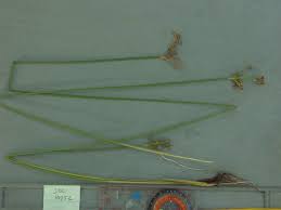Image result for Fimbristylis complanata