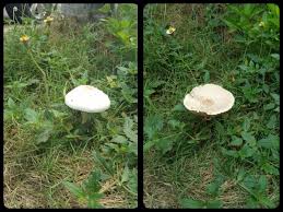 There are hundreds of thousands of species of wild mushrooms. White Mushroom In My House Yard Identifying Mushrooms Wild Mushroom Hunting