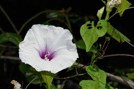 Image result for Ipomoea lapathifolia