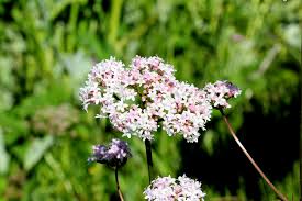 Image result for Valerianaceae