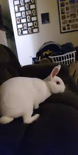 Rex rabbits for sale in Slovakia