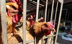 Get the facts on bird flu (avian flu) causes, symptoms in humans, vaccines, infection prevention, and treatment information. Rajasthan Minister Calls For Emergency Meet Over Bird Flu