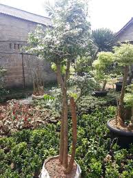 Jual Tanaman Hias Bonsai Putri Salju Bonsay Putri Salju Siap Tanam Di Lapak Floranta Bukalapak