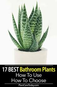 17 Best Bathroom Plants How To Use How To Choose Best Bathroom Plants Plants Indoor Plant Care