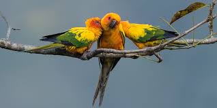 Image result for Parochetus africanus