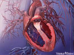 An updated version of this vi. Glossary Of The Circulatory System Learn Circulatory Anatomy