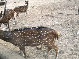 Sunukpahari park / nehru park burnpur wikipedia : Mukutmanipur Deer Park Video