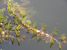 Image result for Neptunia oleracea