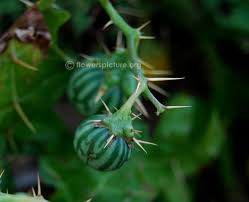 Image result for Solanum torreanum