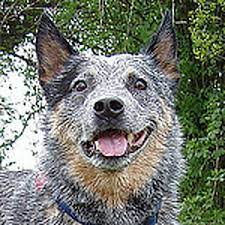 Anyone Have A Laid Back Acd Australian Cattle Dogs Flickr