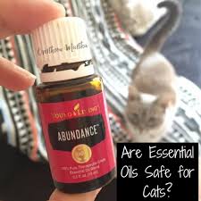 Are Essential Oils Safe For Cats Are Essential Oils Safe Essential Oils Dogs Essential Oils Cats