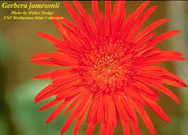 Image result for Gerbera jamesonii