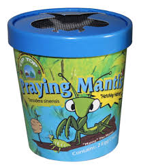 They do not have jumping hind legs. Praying Mantis Tip Top Bio Control Beneficial Insects