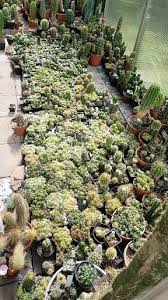 The Wall Of Seedlings Video In 2020 Cactus Seeds Seedlings Cactus Flowers