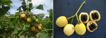 Image result for Jatropha curcas