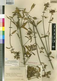 Image result for Dissotis longisepala