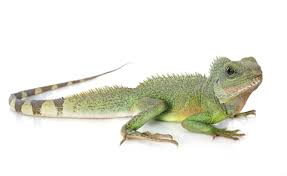 The lights, therefore, need to go off at night. Water Dragon For Sale Reptiles For Sale
