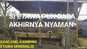 Lebar minimal yang bisa anda gunakan adalah 120 cm, panjang 150 cm, untuk 5 ekor ternak kambing. Kandang Minimalis Untuk Ternak Kambing Etawa Youtube