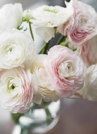 Aside from being a symbol for being unforgettable, these flowers best describes a mother's pure love. 10 Beautiful Flowers That Look Like Roses Bloom Wild