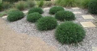 Westringia The Perfect Hedge Palmers Garden Centre Palmers Garden Centre Hedges Deck Garden
