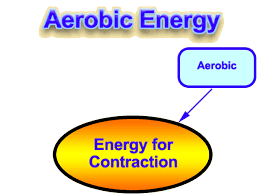 Both the aerobic and anaerobic energy systems provide the energy your body needs when cycling. Lactate Testing For Triathlon Training Why Does Every Athlete Want A Strong Aerobic System