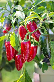 We also use them to stuff with chicken and rice and for our stir fry dinners. 9 Ways To Use Excess Hot Peppers From The Garden
