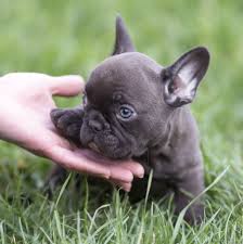 French Bulldog Black And Blue Eyes Available Charlie Micro Tri Choco Boy Blue Eyes French Bulldog Breed Bulldog Breeds French Bulldog