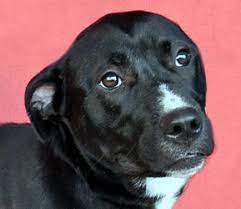 Reba Is An Adoptable Retriever Dog In Renfrew Pa Retriever Dog Animal Rescue Animal Lover