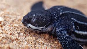 Baby Leatherback Sea Turtles Thriving Due To Covid 19 Beach Restrictions Live Science