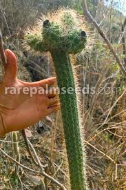 Espostoa, peruvian old man cactus growing. Disocactus Flagelliformis Buy Seeds At Rarepalmseeds Com