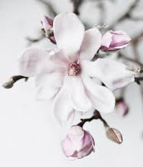 Pin By Diamondgirl S On Pinterest On Virg 007 Flower Painting Magnolia Flower Cherry Blossom Art