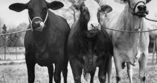 Cattle Art Print At Allposters Com Animals Cow Canvas Cow Photography