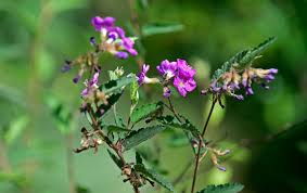 Image result for Melochia melissifolia