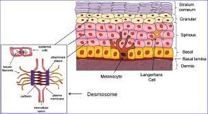 Maybe you would like to learn more about one of these? Skin Structure And Function The Human Epidermis Evolves During Download Scientific Diagram