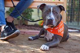 The entire process can take up to an hour. No Kill Pet Shelters Best Friends Animal Society