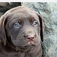 Maybe you would like to learn more about one of these? Top 20 Labrador Blogs And Websites To Follow In 2021