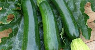 Squash Variety Zucchini Raven Days To Maturity 50 Days Space 24 Inches Apart Height 24 Inches Fast Growing Plants Squash Varieties Spring Plants